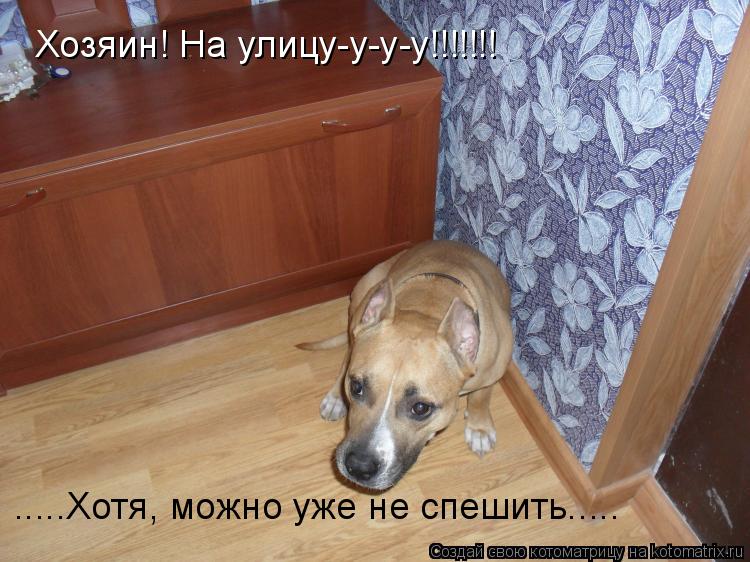 Хозяин поступать. Собаки приколы с надписями. Смешные собаки фото с надписями. Смешные картинки про собак с надписями. Щенки надпись.